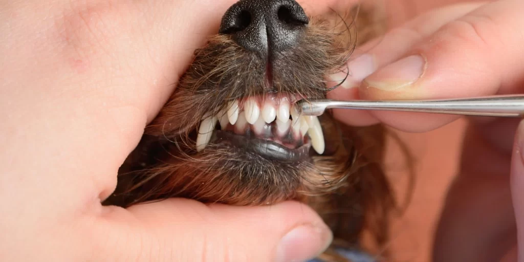 A hand holds a dog's mouth open while another hand is pointing towards the dog's teeth with a dental tool.