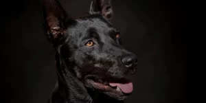 A close up image of a black dog looking just right of the camera, a slight haze of smoke separates the dog from the black background.