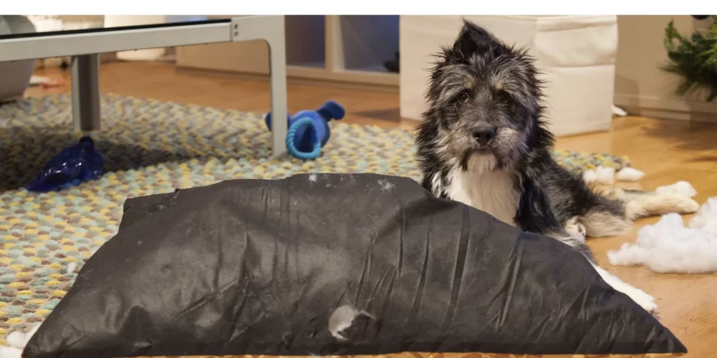 A sheepish-looking grey dog looks into the camera while sitting next to a destroyed pillow.