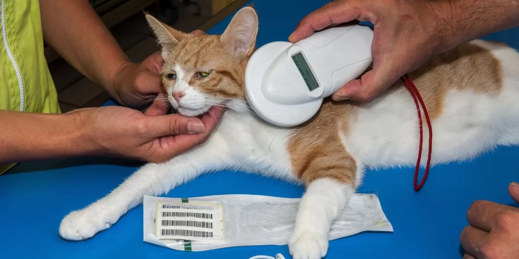 One person comforts a sedated cat with pats while another person holds a chip scanner over its neck