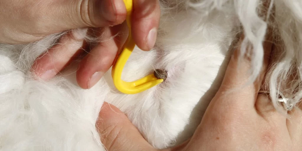 One hand holds a tick removal tool, ready to remove an engorged tick while another hand holds white animal fur out of the way.