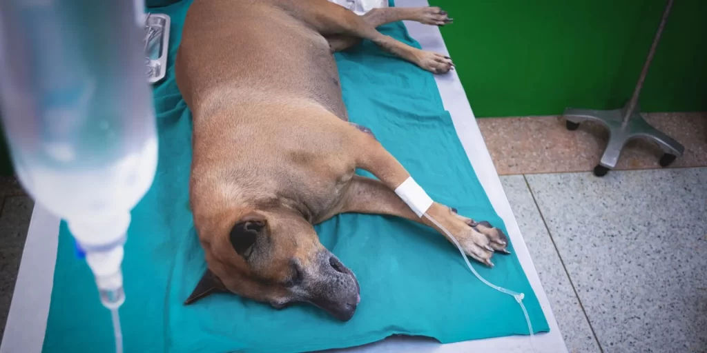 A dog lies on a hospital table covered in a blue medical cloth. A drip bag hangs in the foreground and the tube leads into the dog's front leg.