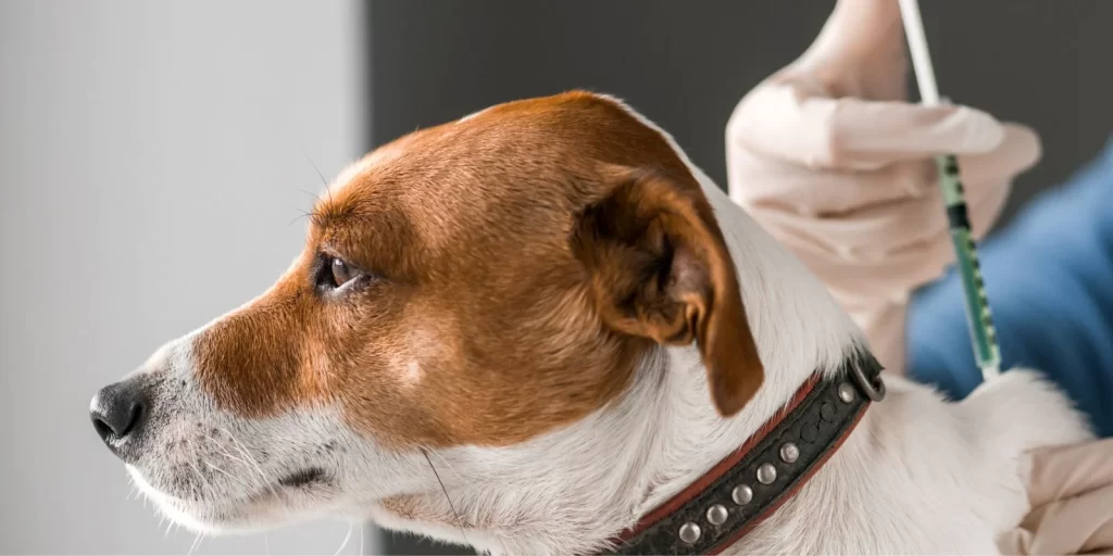 a jack russell dog faces left. In the background a gloved hand is administering a vaccination to the dog's back