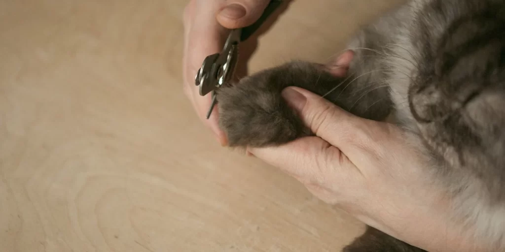 One hand holds a cat's paw while another hand brings nail clippers towards it.