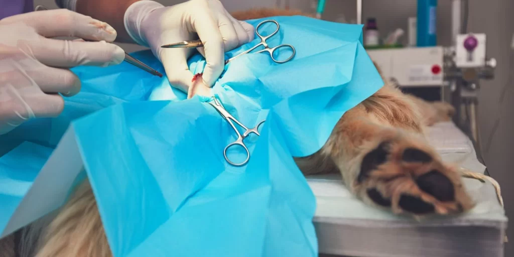 A surgeon is holding tweezers and scissors while pinching a wound on a dog. A blue cloth covers the animal with a cutout around the wound.
